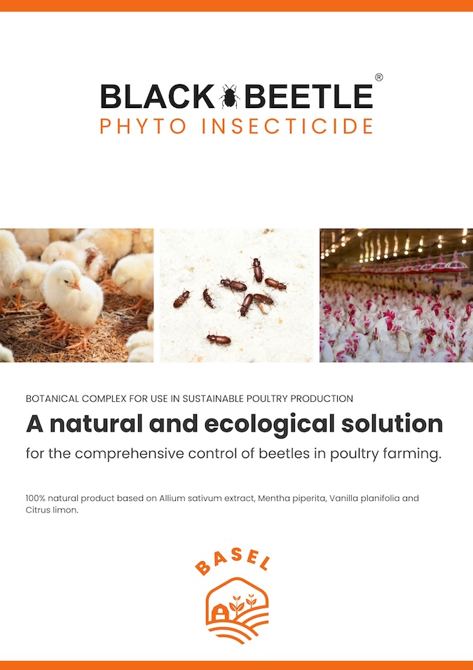 Black Beetle