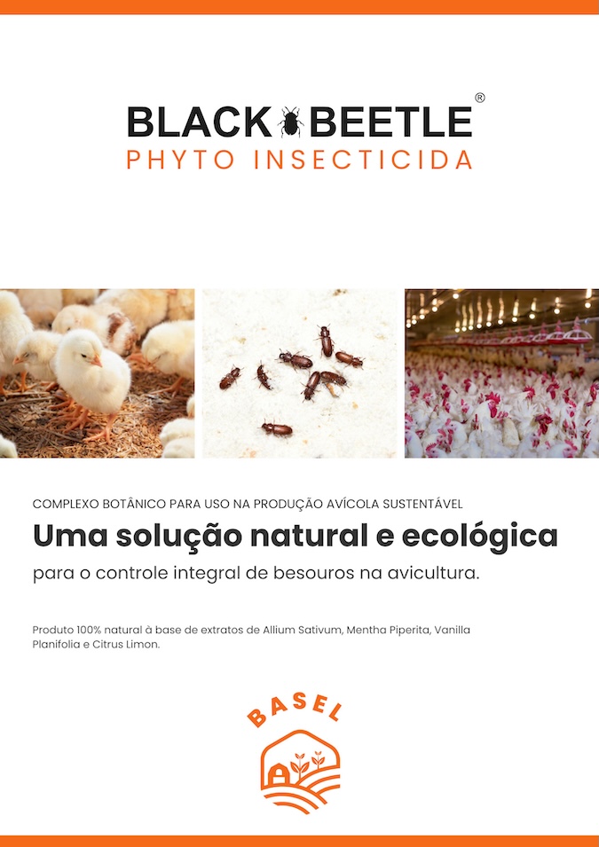 Black Beetle