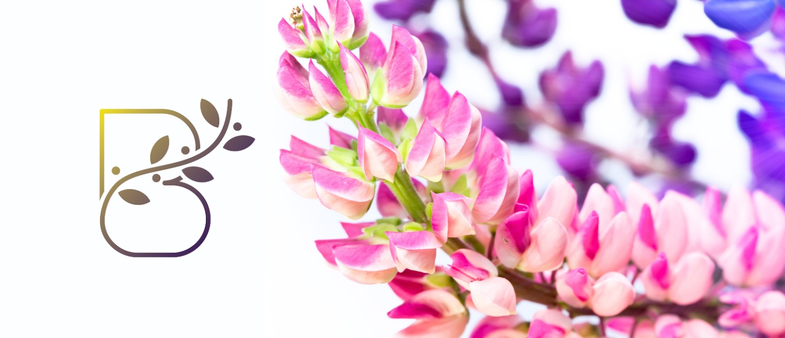 Phytocosmetics