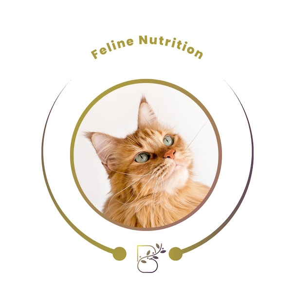 Feline Nutrition