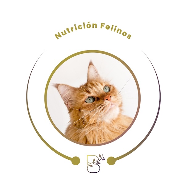 Nutrición Felina
