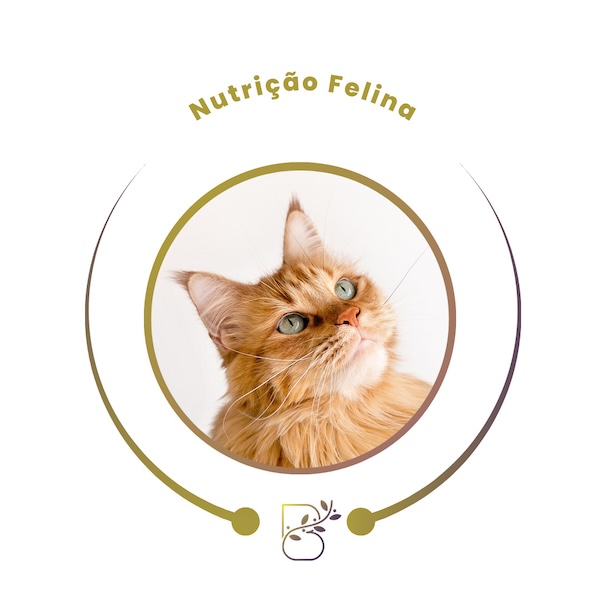 Nutrição Felina